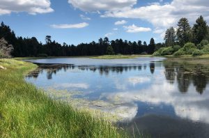 blufflake blufflake