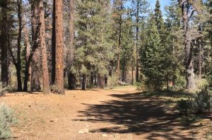 bristleconetrail bristleconetrail